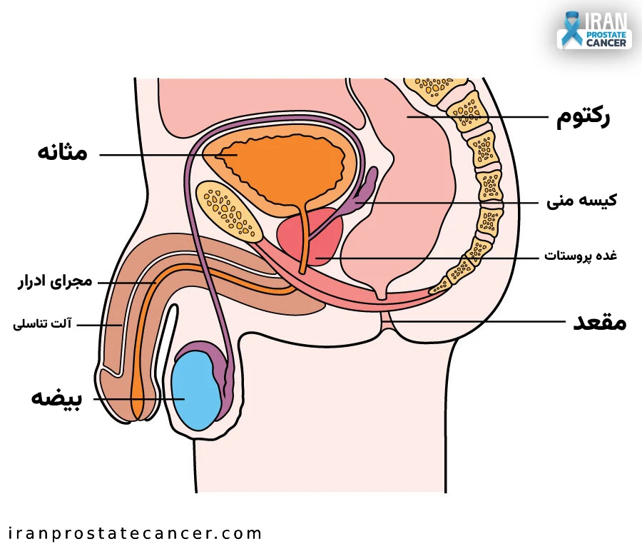 اینفوگرافیک شامل ساختار دستگاه تناسلی مردان و جایگاه دقیق پروستات