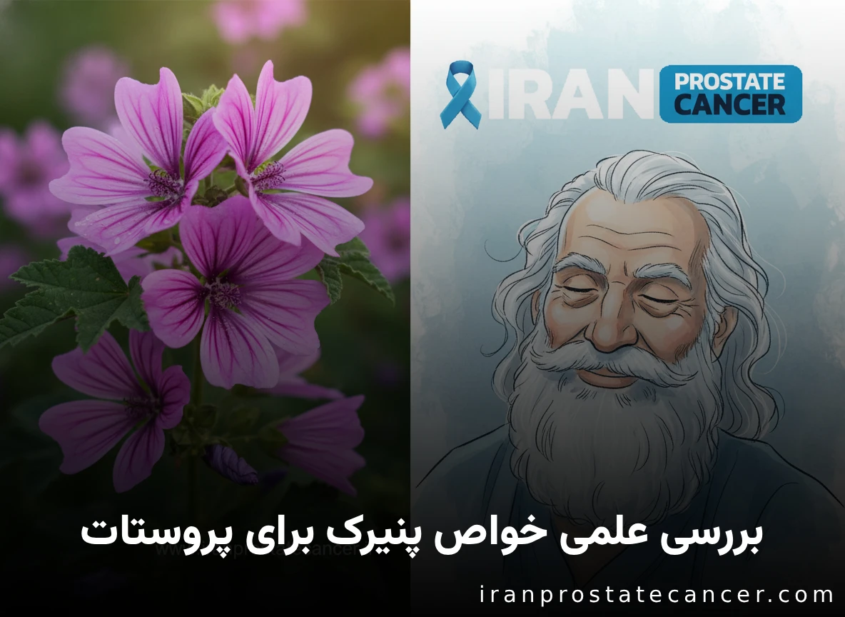 بررسی علمی خواص پنیرک برای پروستات