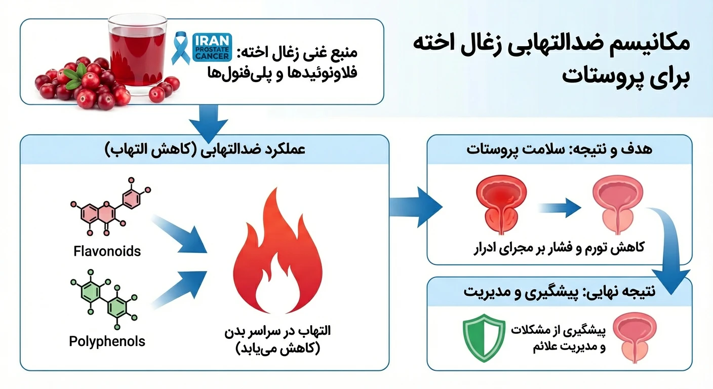 ترکیبات ضدالتهابی زغال اخته چگونه به کاهش تورم پروستات کمک میکنند
