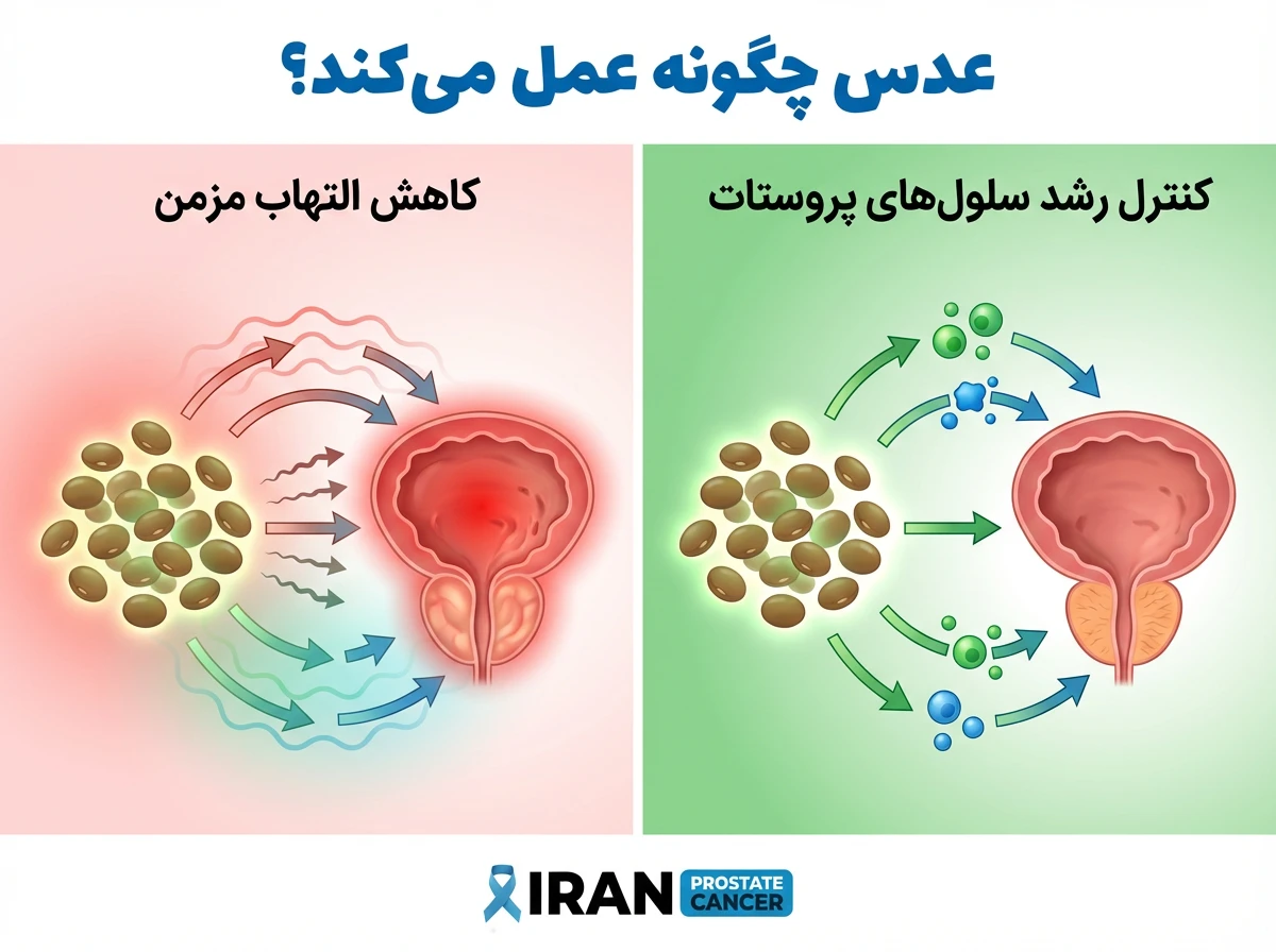 دیاگرام آموزشی نحوه تاثیر فیبر و آنتیاکسیدانهای عدس بر کاهش التهاب پروستات و مدیریت BPH.